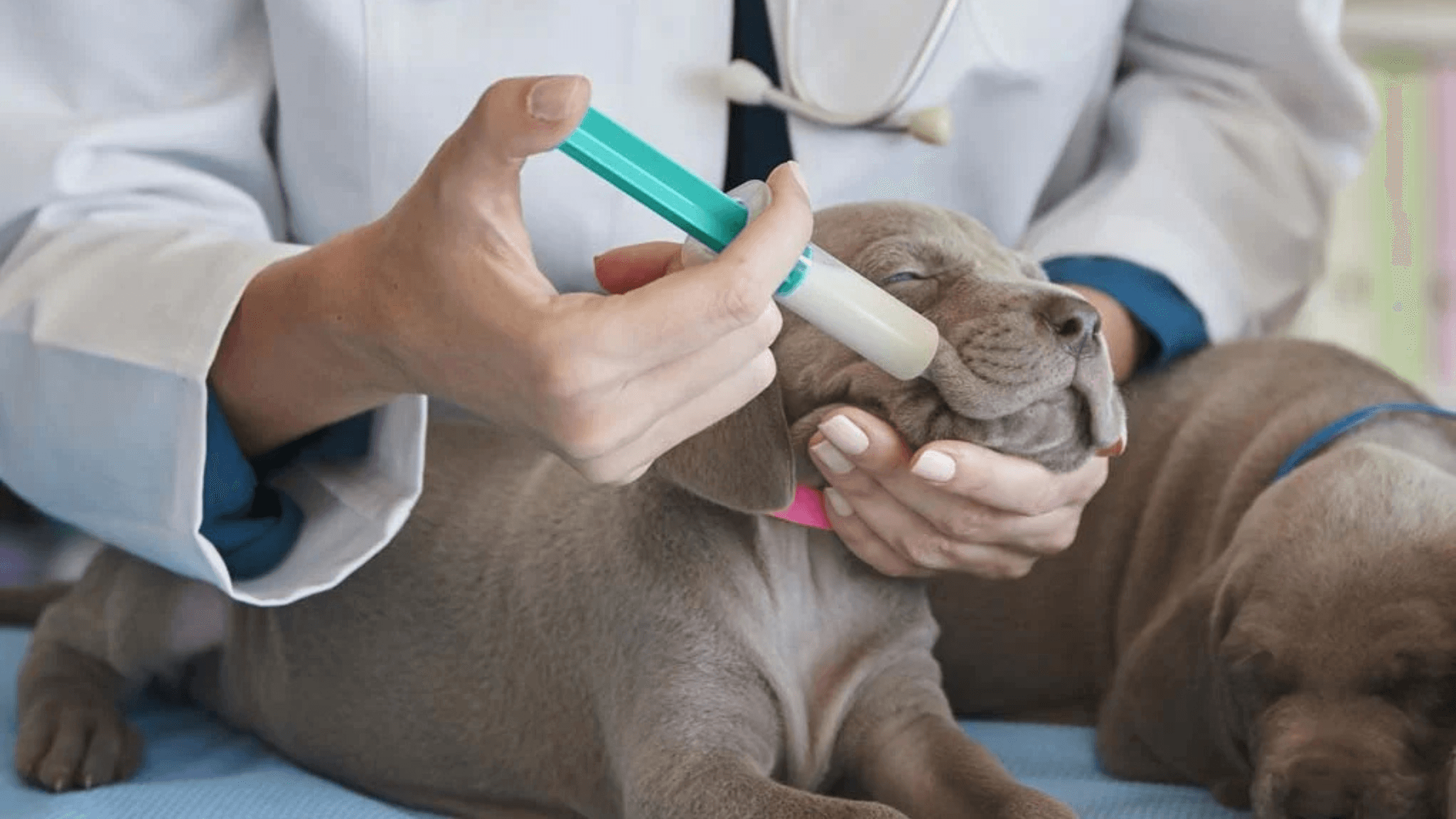 Clinigol Veterinary Science clinical pet diets